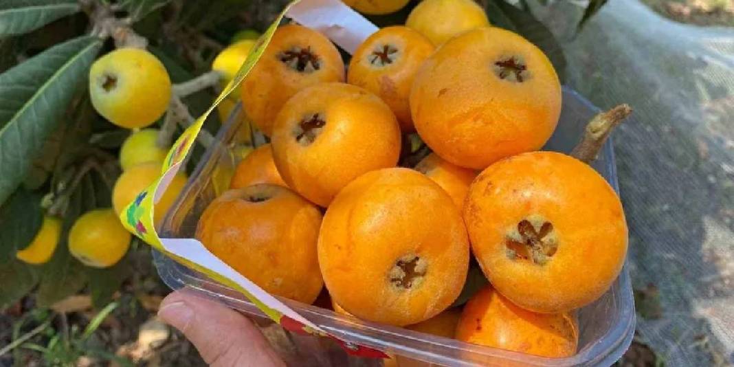 İç pazarda 100 TL, dış pazarda 4 dolar: Mersin'de "Sarı altın" için hasat saati geldi 6